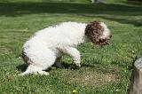 LAGOTTO CAVAGE 017